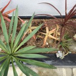 Plants of K's House