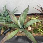 Plants of K's House