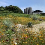 Plants of KANOSUKE